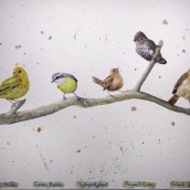 Meu projeto do curso: Técnicas expressivas de aquarela para ilustração de pássaros. Ilustração tradicional, Pintura em aquarela, Desenho realista e Ilustração naturalista projeto de Lindsay Korth - 23.05.2021