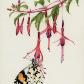 Fuchsia magellanica. Illustration, Pencil Drawing, Watercolor Painting, Botanical Illustration, and Naturalistic Illustration project by Antonia Reyes Montealegre - 09.11.2021