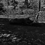 Animals Black and White. Un projet de Photographie , et Composition photographique de CARLOS DAVID BRICEÑO AGUILAR - 01.07.2021