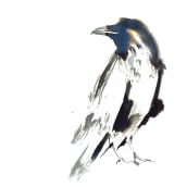 Ravens. Un projet de Illustration, Beaux Arts, Peinture, Créativité, Carnet de croquis, Illustration à l'encre et Illustration naturaliste de Laura McKendry - 03.10.2021