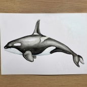 Mi Proyecto del curso: Orca. Illustration, Poster Design, Digital Illustration, and Manga project by Susana - 10.10.2021