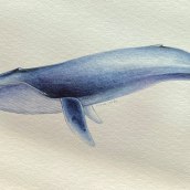 Whales Class Project - Blue Whale ( watercolors, Indian black Ink ). Un progetto di Illustrazione di Dian Nugrahaningsari - 03.11.2021