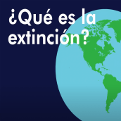 ¿Qué es la extinción?. Projekt z dziedziny  Motion graphics i  Animacja użytkownika Flor de María Chávez - 07.05.2019