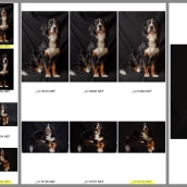 My project in Introduction to Dog Photography course. Photograph, Portrait Photograph, Studio Photograph, Documentar, Photograph, Lifest, le Photograph & Interior Photograph project by Claudio Marchisio - 12.13.2021