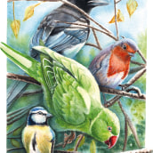 My final project in Artistic Watercolor Techniques for Illustrating Birds course. Un proyecto de Ilustración tradicional, Pintura a la acuarela, Dibujo realista e Ilustración naturalista				 de Quiel Beekman - 10.01.2022