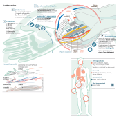 Double hand transplant in Monza, Italy. Illustration, Information Design & Infographics project by Marco Giannini - 10.14.2015