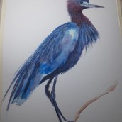 Mi Proyecto del curso: Ilustración naturalista de aves con acuarela. Pintura em aquarela, Desenho realista e Ilustração naturalista projeto de Diana González - 25.01.2022