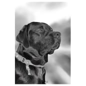 Procreate Portrait of Black Labrador Salt . Traditional illustration, Digital Drawing, and Digital Painting project by Anne Scheltes - 02.17.2022