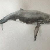 My project in Naturalist Illustration Techniques: Whales in Watercolor course. Ilustração tradicional, Design de cartaz, Ilustração digital, e Mangá projeto de Clarissa - 01.03.2022