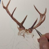 Estudo do cervo. Watercolor Painting project by Cristina Caggiano C - 05.21.2022