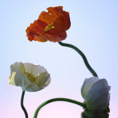 POPPIES. Photograph, and Studio Photograph project by MASSIMO BIANCHI - 07.15.2022