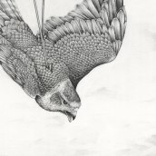 A Eulogy for Animals lost - Drawings for an exhibition about wildlife trafficking. Illustration, Fine Arts, Pencil Drawing, Drawing, Realistic Drawing, Artistic Drawing, and Naturalistic Illustration project by Amy Dover - 08.24.2022