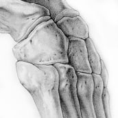 Bones of the Foot . Traditional illustration, Pencil Drawing, Realistic Drawing, and Naturalistic Illustration project by Ella Nitters - 09.20.2022