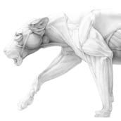 Musculoskeletal System of the Lion. Traditional illustration, Pencil Drawing, Realistic Drawing, and Naturalistic Illustration project by Ella Nitters - 09.21.2022
