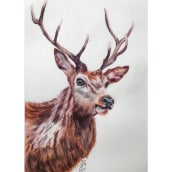 A stag by Sarah Stokes. Traditional illustration, Arts, Crafts, Fine Arts, Painting, Drawing, Watercolor Painting, and Portrait Drawing project by Michela Gissi - 10.12.2022