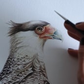 Carancho / Crested caracara. Traditional illustration, Fine Arts, Painting, and Watercolor Painting project by Antonia Reyes Montealegre - 10.26.2022