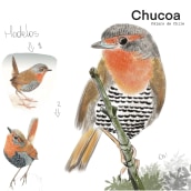 Chucoa, Pájaro de Chile. Traditional illustration, Digital Illustration, Realistic Drawing, and Naturalistic Illustration project by Daiana Salinas - 11.09.2022