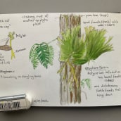My project for course: Botanical Watercolor Sketchbook. Un proyecto de Ilustración tradicional, Ilustración botánica y Sketchbook de dominiquedodge - 11.11.2022