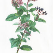 Viburnum tinus . Un proyecto de Ilustración, Pintura a la acuarela e Ilustración botánica de Georgina Taylor - 07.12.2022