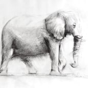 Elefante con carboncillo. Desenho, Ilustração com tinta e Ilustração naturalista projeto de Laura Gallofré - 16.01.2023