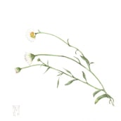 Un piccolo, bianco erbario. Traditional illustration, Watercolor Painting, Botanical Illustration, and Gouache Painting project by Silvia Molinari - 01.17.2023
