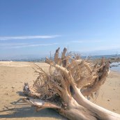 Mi proyecto del curso: La Cruz de Huanacaxtle beach, Nayarit, Mexico. Un proyecto de Fotografía con móviles, Fotografía en exteriores y Fotografía para Instagram de anicolas.cruz - 05.02.2023