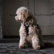 Mein Abschlussprojekt für den Kurs: Lifestyle-Fotografie mit Hunden Ein Projekt aus dem Bereich Fotografie, Porträtfotografie, Fotografie für Instagram, Dokumentarfotografie, Lifest und le-Fotografie von Ina Röttger - 19.02.2023