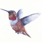 Watercolour hummingbird. Sneak preview of new book, out 2024. The importance of layering and edge control. . Watercolor Painting project by Sarah Stokes - 02.27.2023