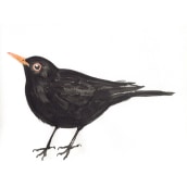 My birds (Watercolor Techniques for Illustrating Birds). Ilustração tradicional, Pintura em aquarela, Desenho realista e Ilustração naturalista projeto de Slawomir Mroz - 28.02.2023