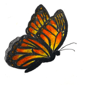 D.A - Dibuix personal d'una papallona. Pencil Drawing project by marina.queroa - 04.27.2023