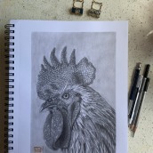 Gallo (grafito ). Traditional illustration, Fine Arts, and Pencil Drawing project by Marcela Pacheco Weber - 04.30.2023