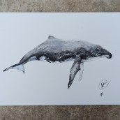 Mi proyecto del curso: Técnicas de ilustración naturalista: ballenas en acuarela. Un projet de Beaux Arts, Peinture, Aquarelle et Illustration naturaliste de Antía Varela Muñiz - 09.06.2023