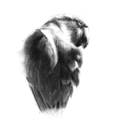 Charcoal parrot video demo. Drawing project by Sarah Stokes - 07.21.2023