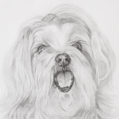 Perla | Retrato mascotas. Desenho a lápis, Desenho, e Desenho realista projeto de David Miguélez López - 16.11.2023