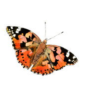 Butterflies. Pintura em aquarela projeto de Vera Ester - 09.01.2024