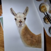 Guanaco Patagonico. Un proyecto de Pintura, Pintura a la acuarela e Ilustración naturalista				 de Marina Gonzalez - 10.01.2024