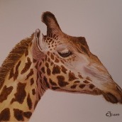 Aloof Giraffe & Zen Zebra - Ella Sienna course final projects. Watercolor Painting project by carolelees1 - 02.22.2024