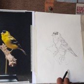 My project for course: Classical Oil Painting for Naturalist Bird Portraiture. Un proyecto de Bellas Artes, Pintura, Pintura al óleo e Ilustración naturalista				 de Jomy Johnson - 08.03.2024