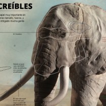 Infografía: Elefantes Increíbles por Oscar Santamariña. Design, Illustration, Fine Arts, Graphic Design, and Sculpture project by Oscar Santamarina - 04.11.2015