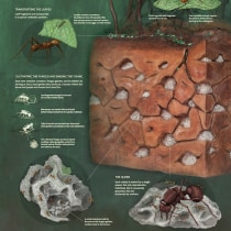Ants and Their Nest. Un proyecto de Ilustración tradicional, Escultura e Infografía de dianamarques - 01.04.2018