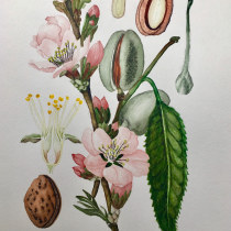 Ilustración botánica con acuarela. Traditional illustration project by Regina von Reitzenstein - 10.29.2019