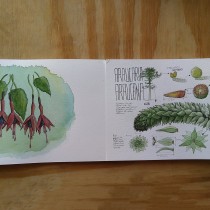 Mi Proyecto del curso: Ilustración de un diario naturalista. Un progetto di Pittura ad acquerello di guzmanunez.pablo - 14.03.2020