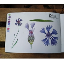 Mi Proyecto del curso: Ilustración de un diario naturalista. A Botanische Illustration project by Lucie Duboeuf - 19.04.2020