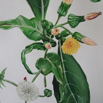 Pintura botánica con acrílico . Botanical Illustration project by andreac_disseny - 05.02.2020