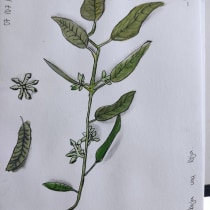 Mi Proyecto del curso: Cuaderno botánico en acuarela. Pintura em aquarela projeto de alejandrarubialvarezysminio - 24.07.2020
