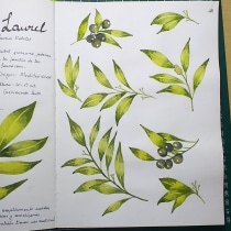 Mi Proyecto del curso: Cuaderno botánico en acuarela. Un proyecto de Sketchbook de liliandrearuiz - 08.08.2020