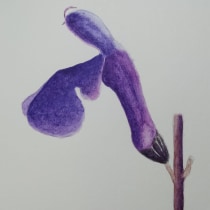 Mi Proyecto del curso: Cuaderno botánico en acuarela. Ilustração botânica projeto de Jesús Guadalupe González Gallegos - 10.08.2020
