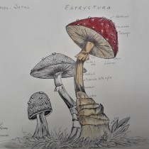 Mi Proyecto del curso: Cuaderno botánico en acuarela. Ilustração botânica projeto de Martha Leticia Aguilar Ortiz - 10.08.2020