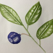My project in Botanical Watercolor Sketchbook course. Desenho artístico projeto de Gill Bellord - 10.08.2020