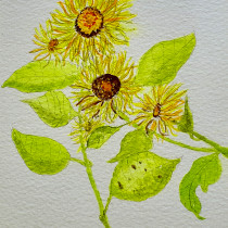 My project in Botanical Watercolor Sketchbook course. Ilustração botânica projeto de jacqui.hey - 21.08.2020
